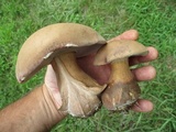 Tylopilus rubrobrunneus image