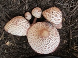 Leucoagaricus americanus image