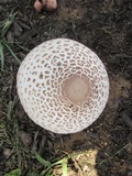 Leucoagaricus americanus image