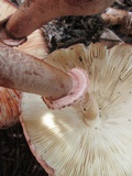Leucoagaricus americanus image