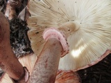 Leucoagaricus americanus image
