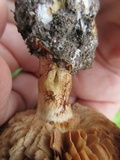 Cortinarius cupreorufus image