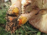 Leucoagaricus americanus image