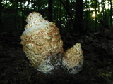 Amanita daucipes image