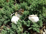 Leucocoprinus cepistipes image