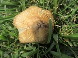 Inocybe rimosa image