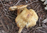 Inocybe rimosa image
