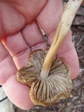 Inocybe rimosa image