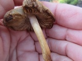 Inocybe rimosa image
