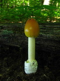 Amanita banningiana image