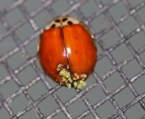 Hesperomyces virescens image