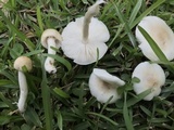 Limacella subillinita image