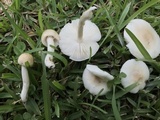 Limacella subillinita image