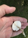 Limacella subillinita image