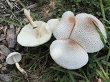 Leucoagaricus americanus image