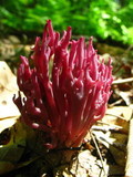 Clavaria zollingeri image