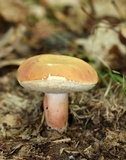Xanthoconium purpureum image