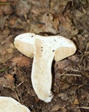 Xanthoconium purpureum image