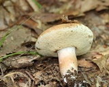 Xanthoconium purpureum image
