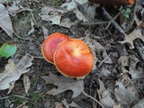 Butyriboletus frostii image