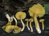 Cantharellus appalachiensis image