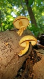 Gymnopilus luteus image