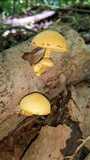 Gymnopilus luteus image