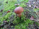 Boletus subcaerulescens image
