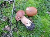 Boletus subcaerulescens image