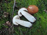 Boletus subcaerulescens image