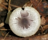 Leucocoprinus brebissonii image