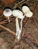 Leucocoprinus brebissonii image