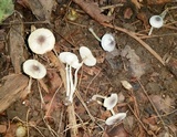 Leucocoprinus brebissonii image