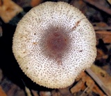 Leucocoprinus brebissonii image