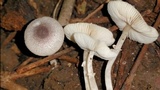Leucocoprinus brebissonii image