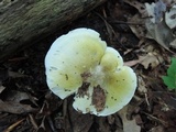 Tricholoma subsejunctum image