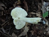 Tricholoma subsejunctum image