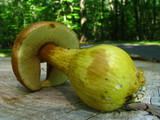 Boletus roxanae image