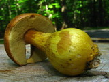 Boletus roxanae image