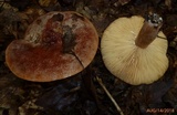 Lactifluus corrugis image