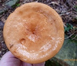 Lactarius volemus image