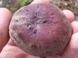 Lactifluus corrugis image
