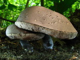 Tylopilus alboater image