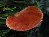 Fistulina hepatica image
