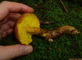 Aureoboletus innixus image