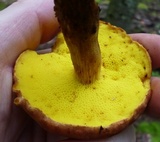 Aureoboletus innixus image