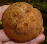 Aureoboletus innixus image