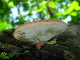 Fistulina hepatica image