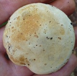 Boletus pallidus image