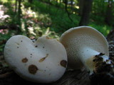 Hydnum repandum var. albidum image